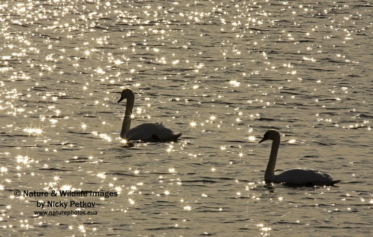 WildLife Photos of Birds, Geese, Ducks & others, Mute Swan, Cygnus olor